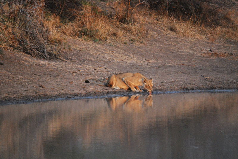 lioness-africaonfoot-mikeclarke