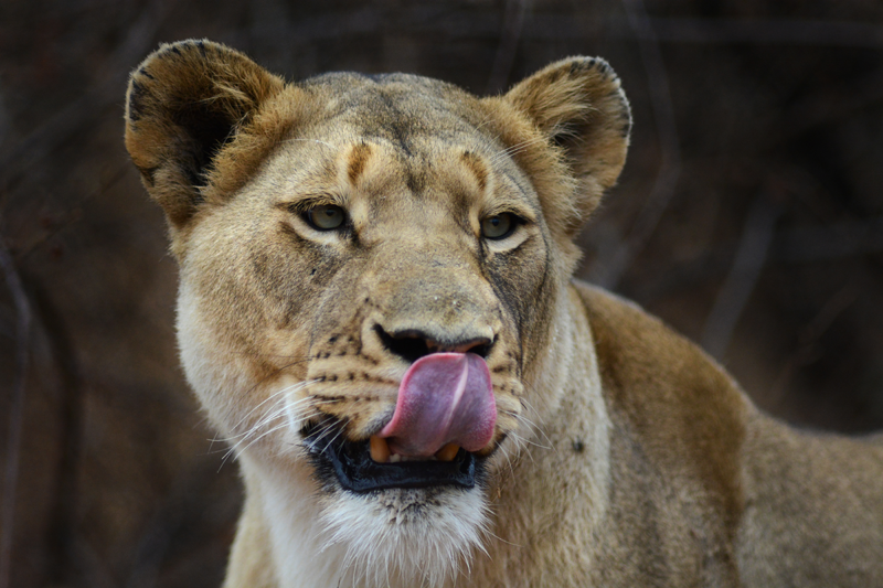 Photo by Kevin MacLaughlin