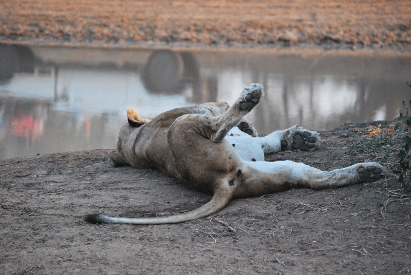 lioness-nthambo-mikeclarke