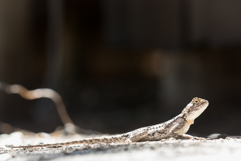 lizard-emgatland-haina