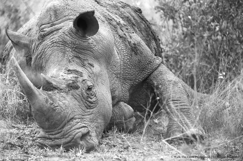 Photo by Umkumbe guide, Angele Rouillard.