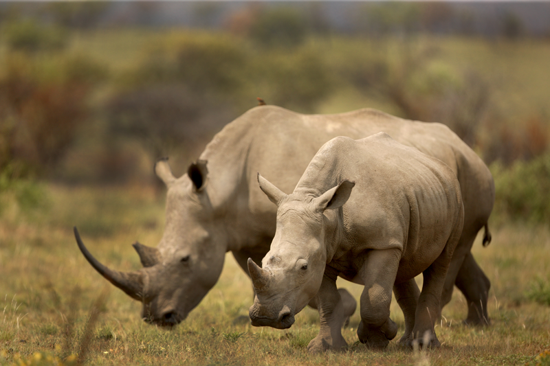 rhinos-kruger-kevin