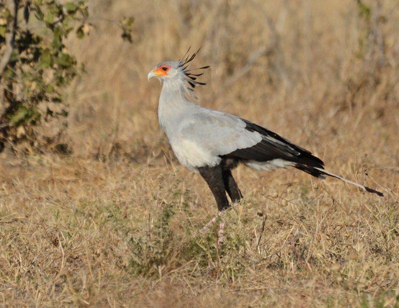 secretarybird-campsavuti