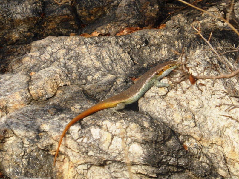 skink-ndzuti-judymeeser