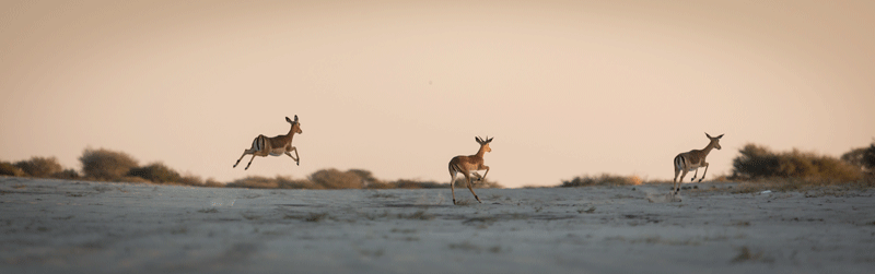 Springboks at Haina Kalahari Lodge