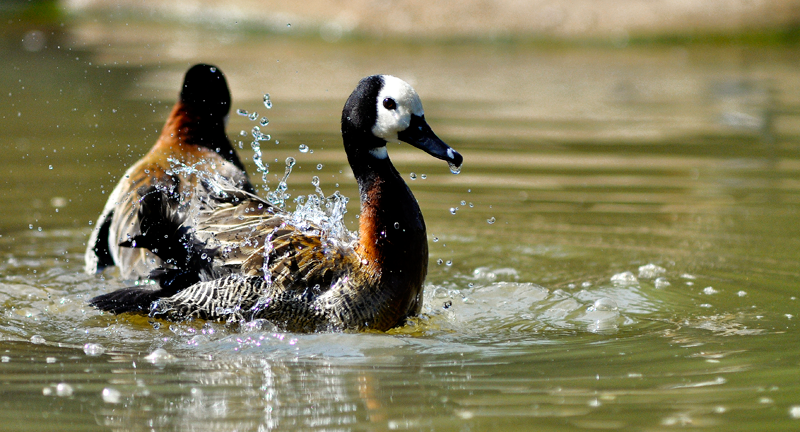 whistlingduck-kruger-kevin