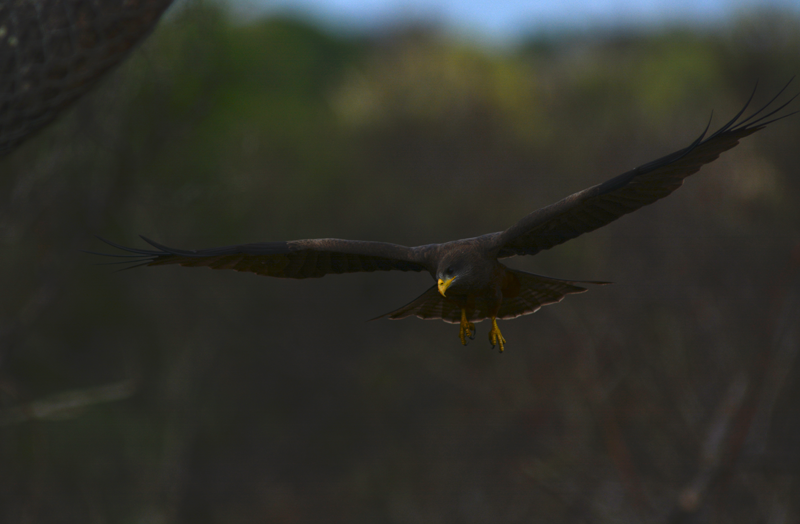 yellowbilledkite-kevin-aof