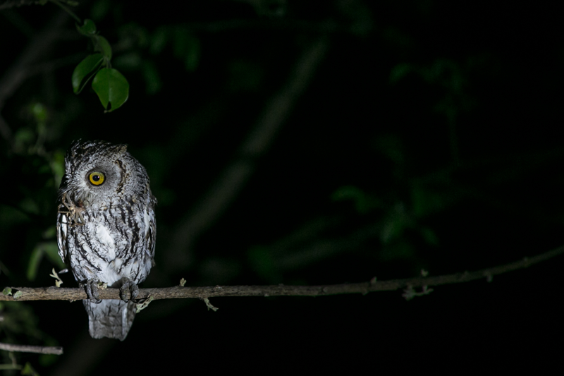 An African scops owl makes a meal of a spider at Africa on Foot. Image by Em Gatland.