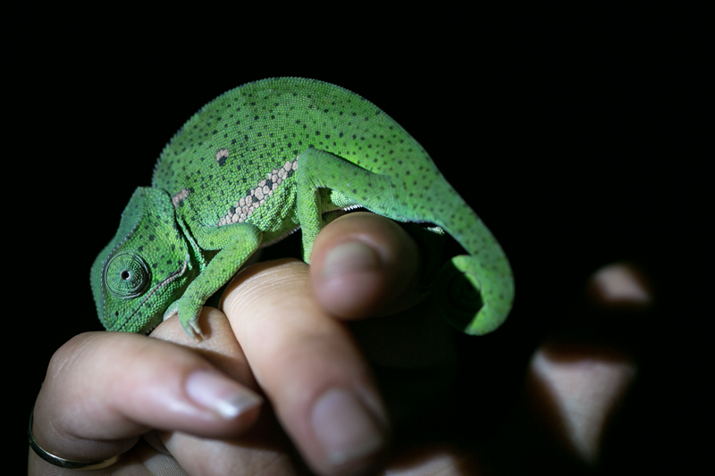 A beautiful chameleon spotted on a night drive at Umkumbe in the Sabi Sand. Image by Em Gatland.