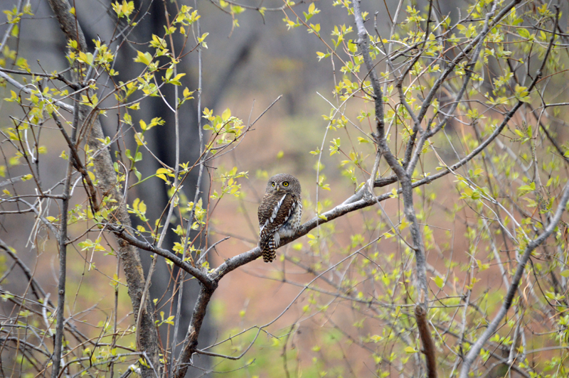 A pearl-spotted owlet poses for a picture in the Linyanti. Image by Chloe Cooper.