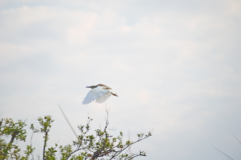 Squacco heron in flight over the Okavango Delta. Image by Chloe Cooper.