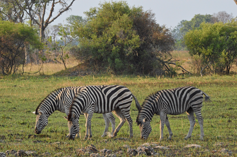 New, green grass replaces the moribund after a wildlife and the rains in the Delta. Image by Chloe Cooper.