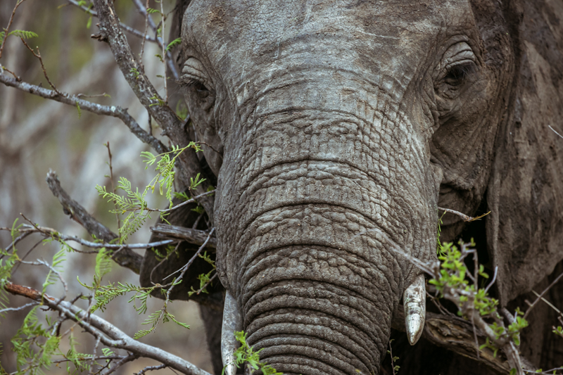 A young elephant browsing the trees in the Klaserie near nThambo Tree Camp. Image by Em Gatland.