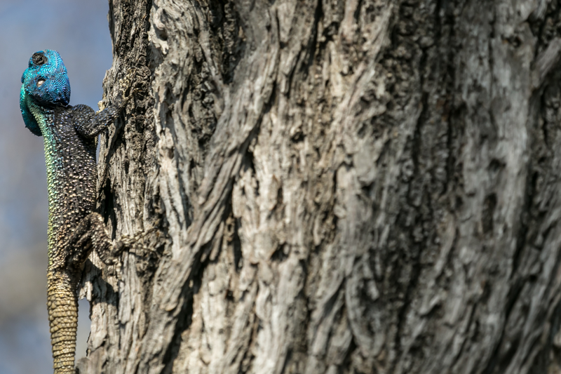 A blue-headed agama - one of the most striking reptiles in the bush. Image by Em Gatland.