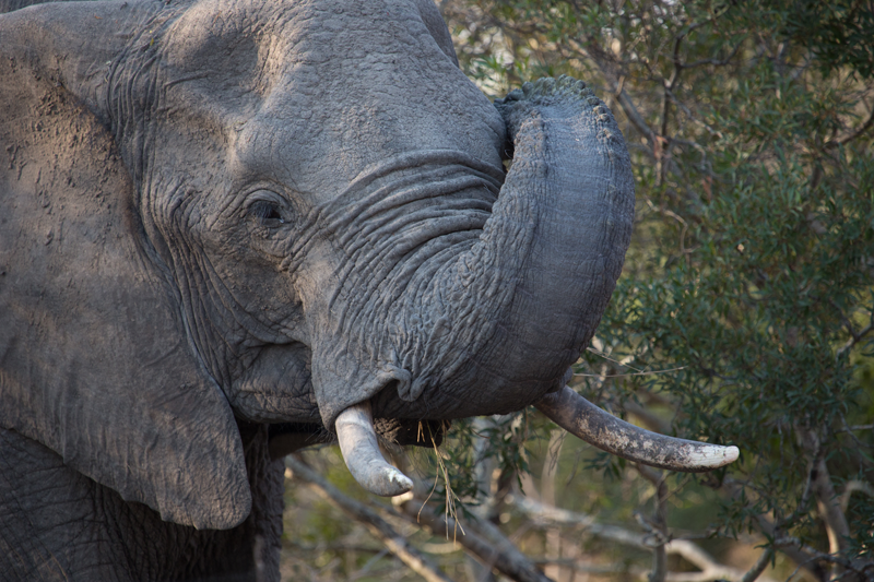 Scratching behind the ears. Image by Em Gatland.