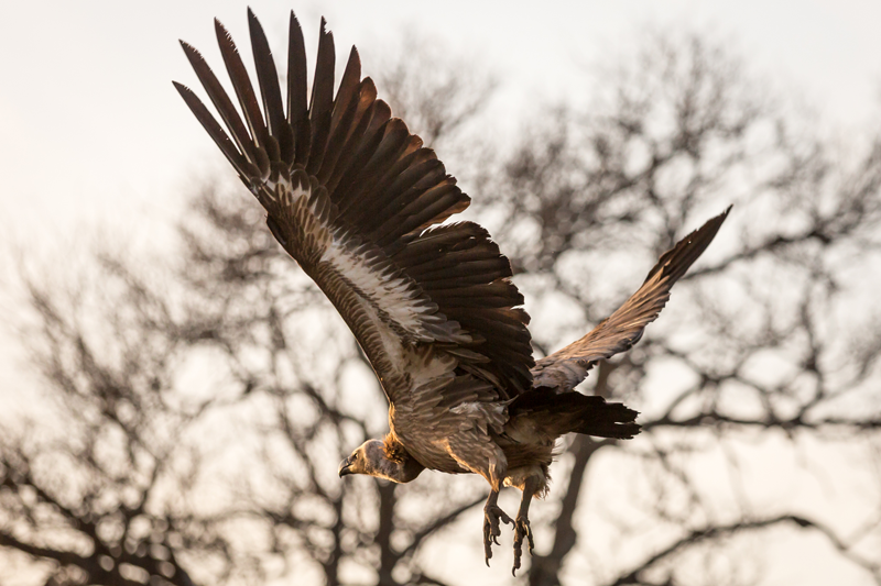 A white-backed vulture takes off from its perch to get its helping. Image by Em Gatland.