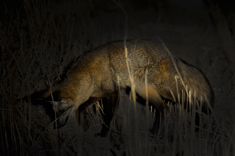 The elusive desert-dweller, the bat-eared fox, spotted on night drive with Haina Kalahari Lodge. Image by Kevin MacLaughlin.