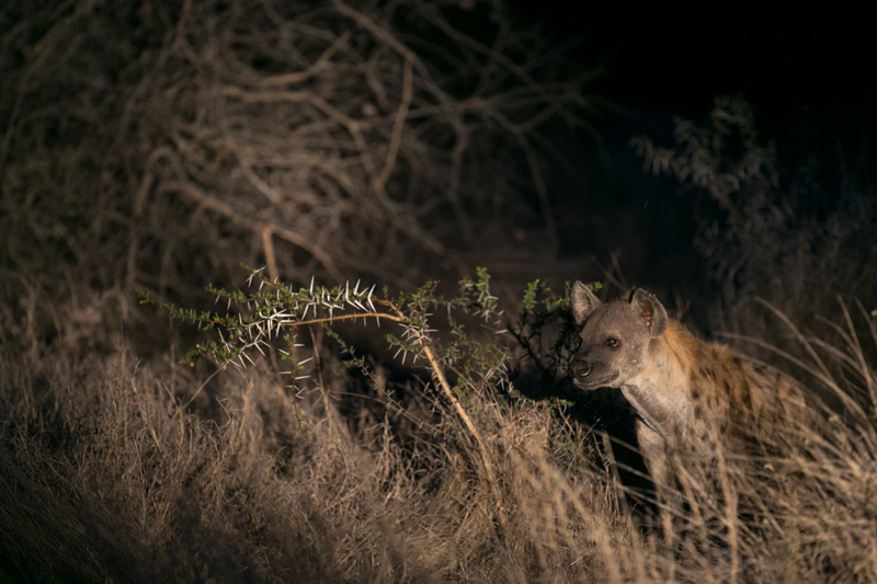 Nocturnal predator, the hyena, emerging for a hunt after dark. Image by Em Gatland.