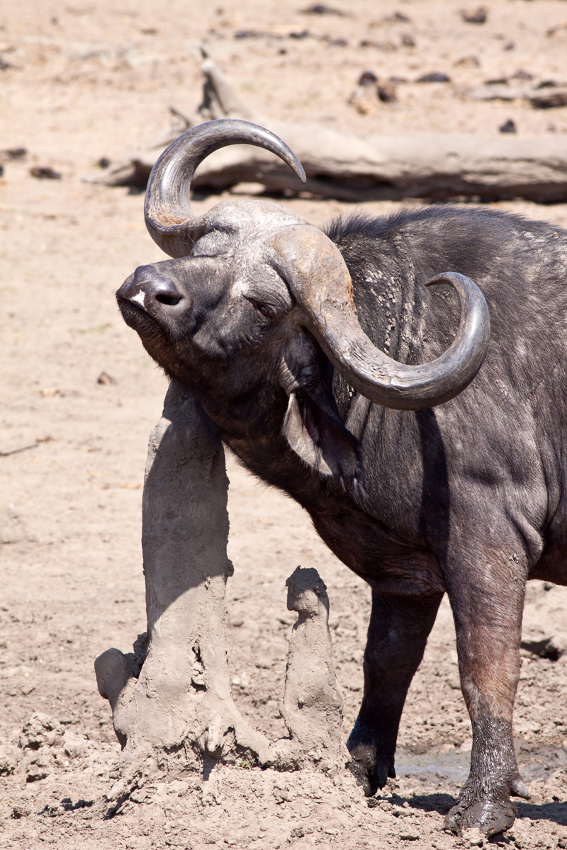 Having a good scratch on a well used rubbing post. Image by Jochen Van de Perre.