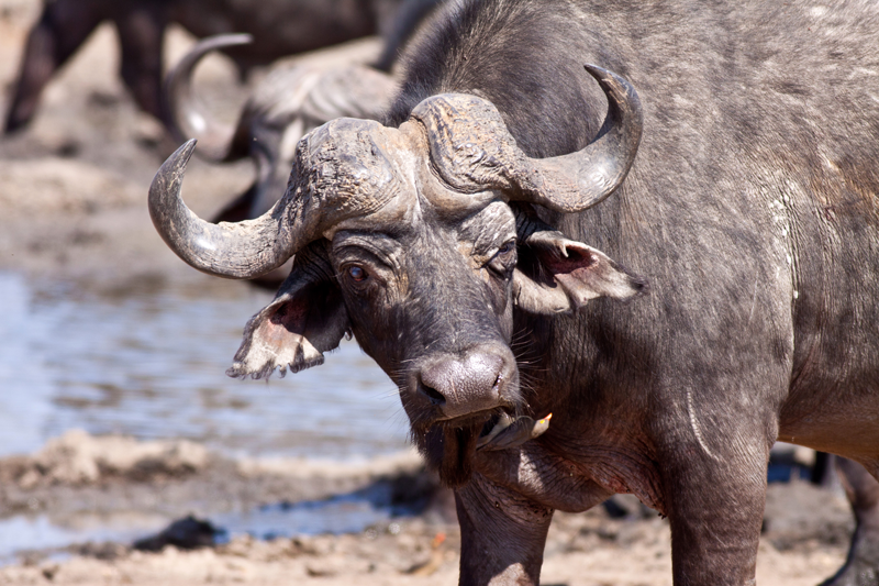 Big dagha-boy with a milky eye joining the action at the mud wallow at nDzuti. Image by Jochen Van de Perre.