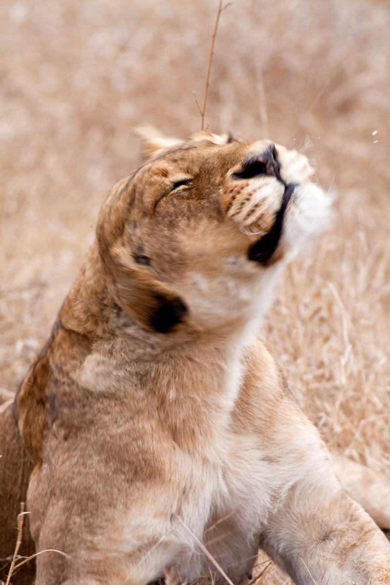 Image by Jochen Van de Perre.