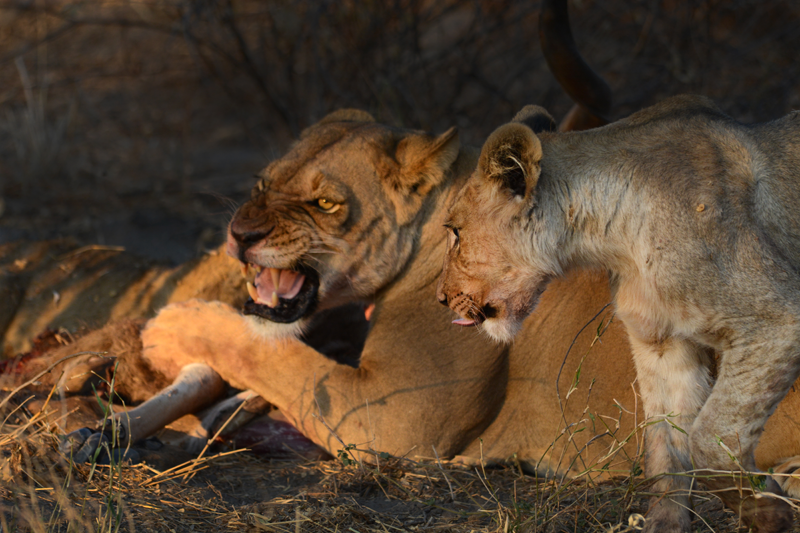 A lioness growls at one of the cubs as she protects her share of the kudu. Image by Kevin MacLaughlin.