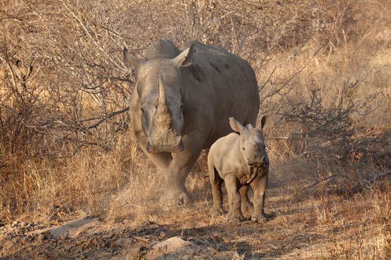 rhinocalf-ndzuti-jochenvande-perre