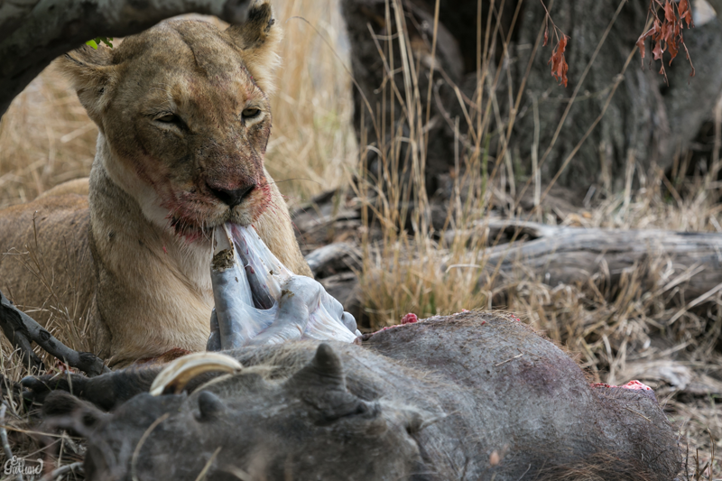 Image by Em Gatland.