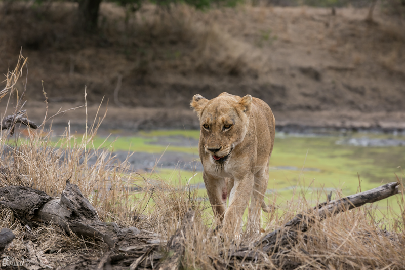 Image by Em Gatland.