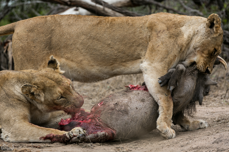 Image by Em Gatland.