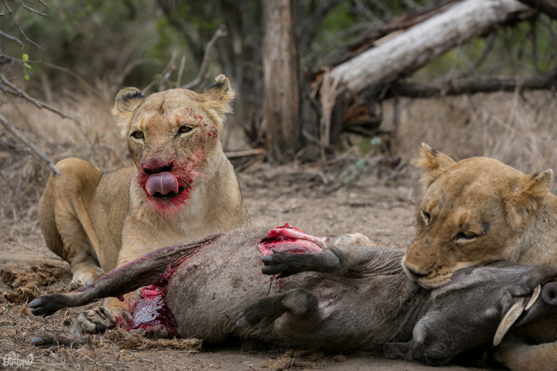 Image by Em Gatland.