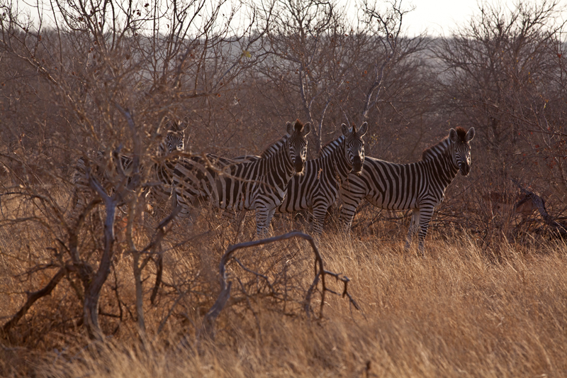 Zebras in the sunset shadows. Image by Jochen Van de Perre.