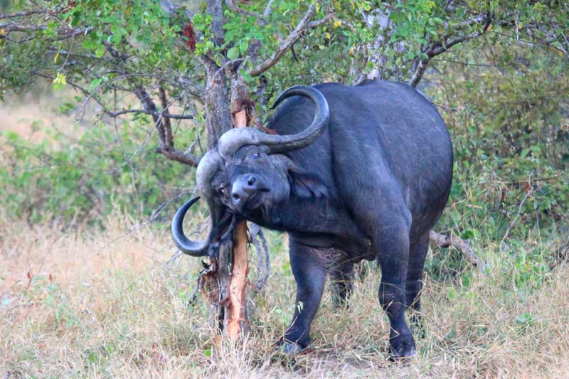 buffalo-aof-conraadloubser