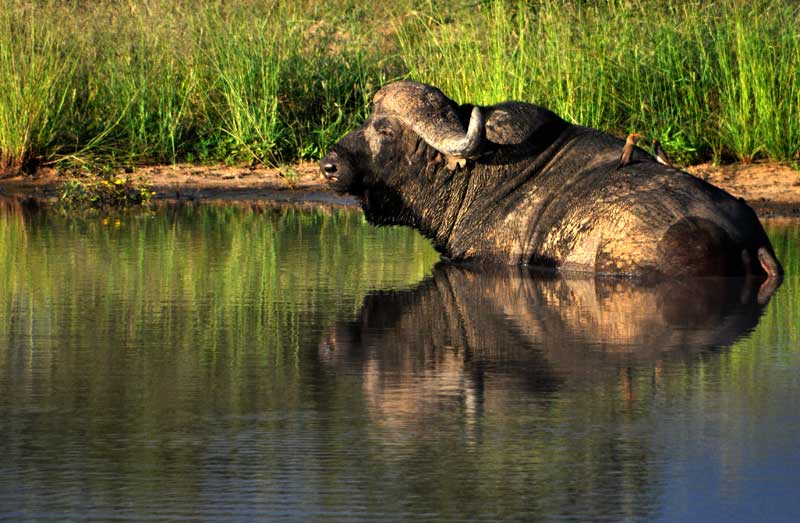 buffalo-mapula-kevinmac