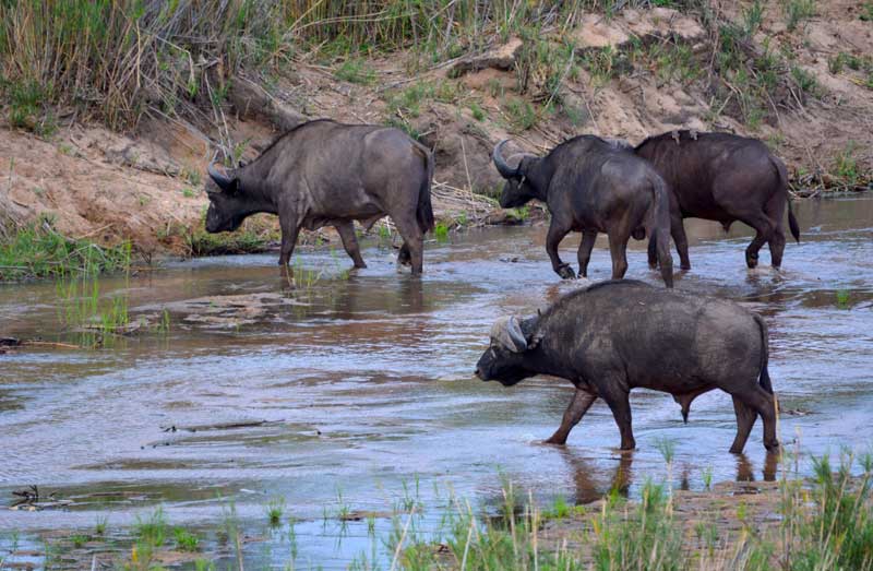 Image by Luan Oosthuizen