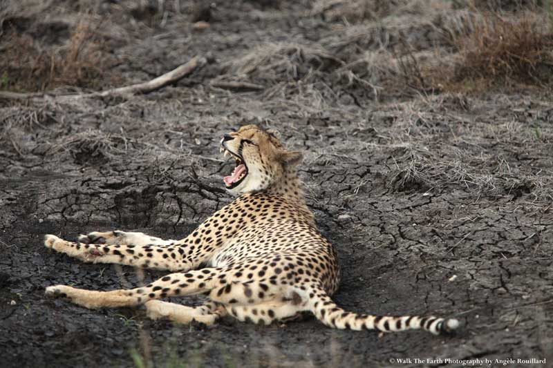 cheetah-angele-umkumbe