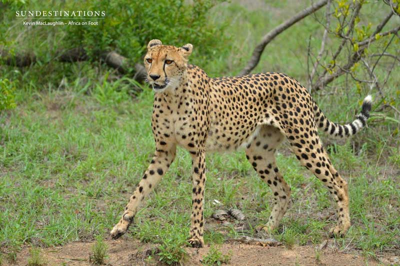 Cheetah
