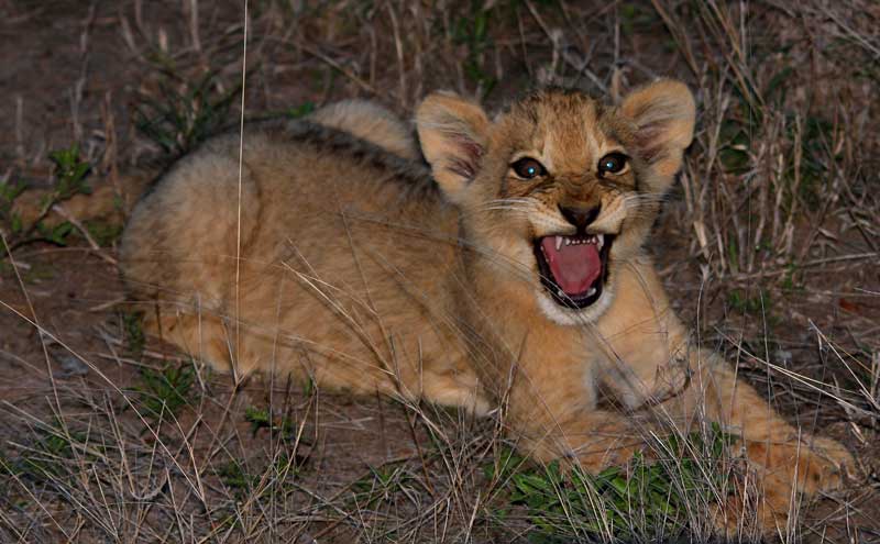 cub-aof-conraadloubser