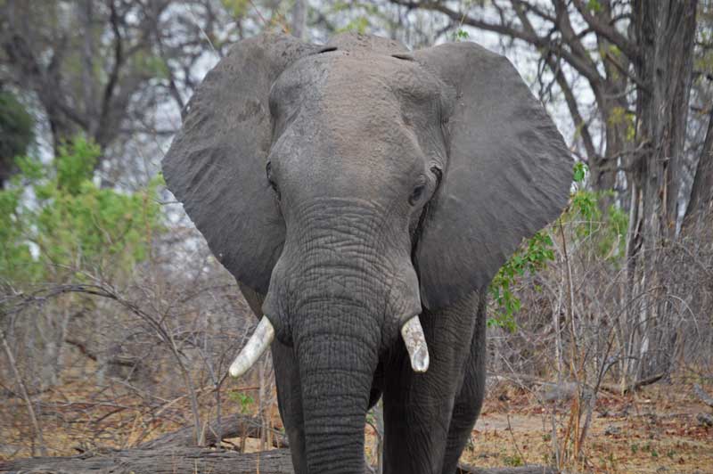 Elephants are all over Linyanti, dwarfing you with their presence. Image by Chloe Cooper.