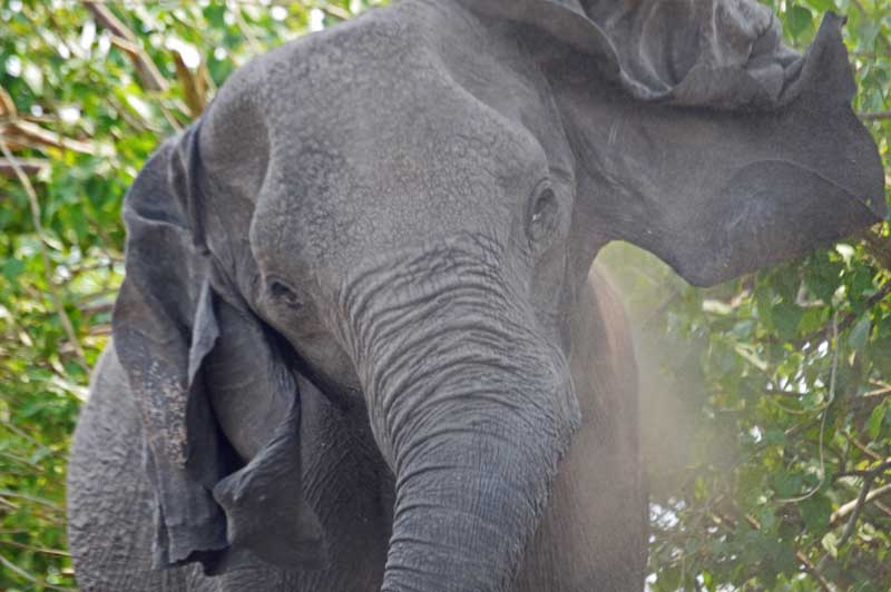 Odd ears, but no less confrontational. Image by Chloe Cooper.