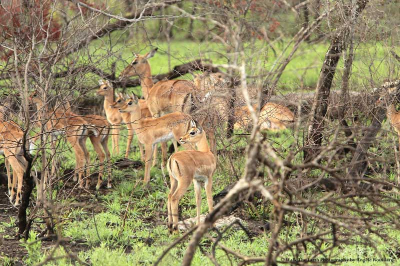 impala-umkumbe-angele
