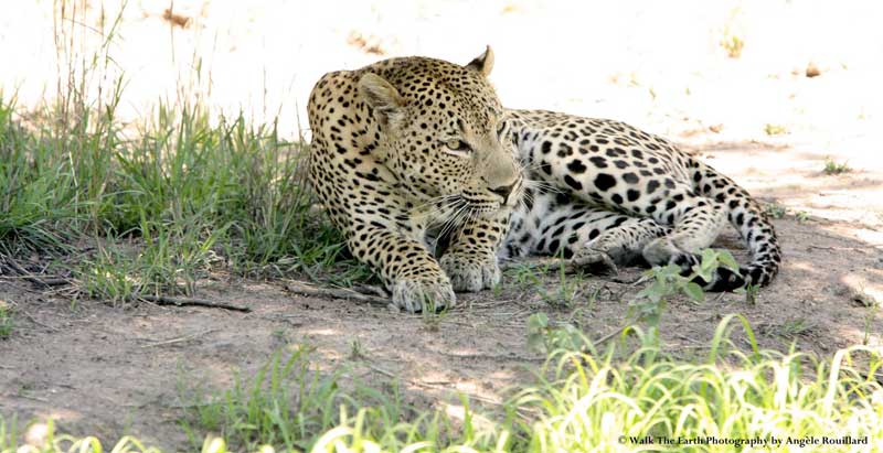 leopard-angele-umkumbe