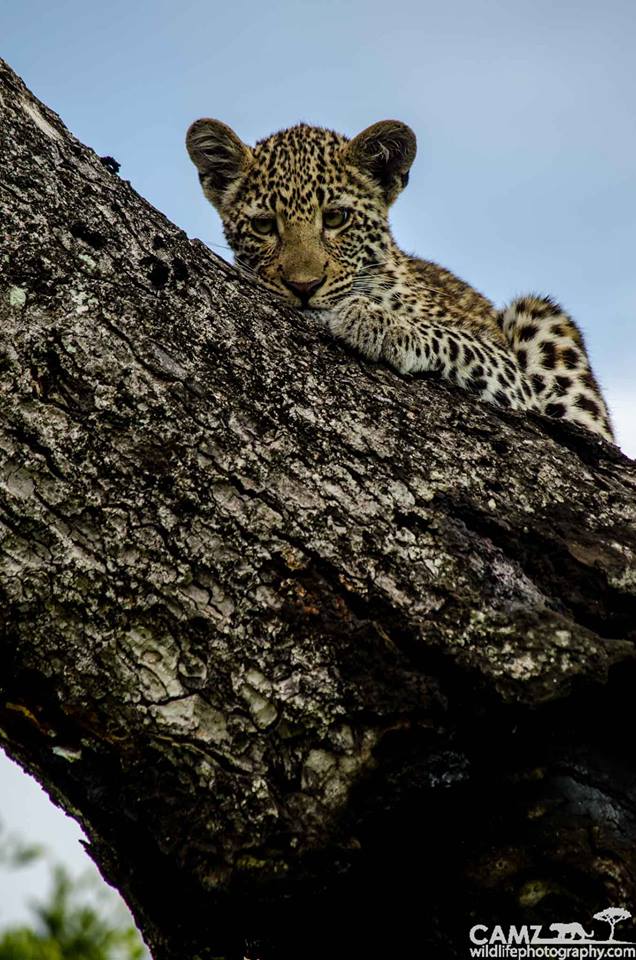 leopard-cam-original