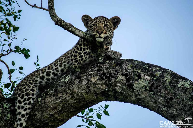 leopardcub-nottens-cam