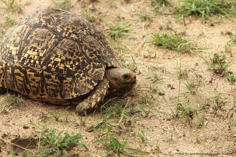 leopardtortoise-angele