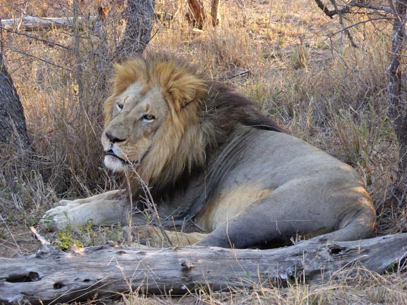 lion-male-nokana
