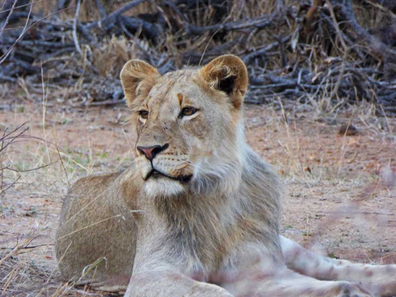lion-pose-nokana