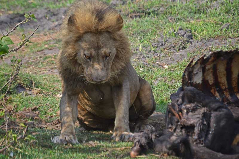 Bless you! Lion caught mid-sneeze in the Linyanti. Image by Chloe Cooper.