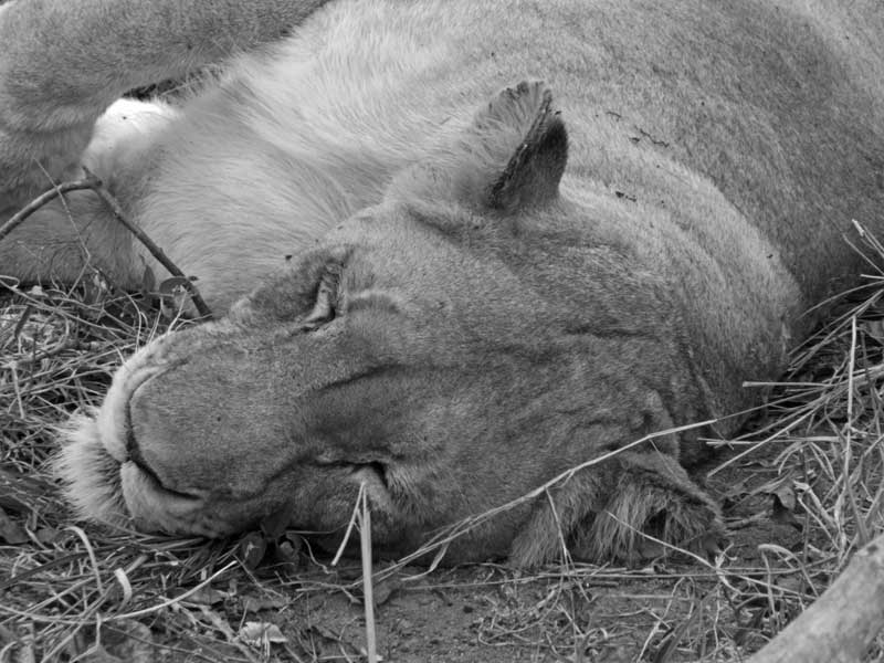lioness-bw-nokana