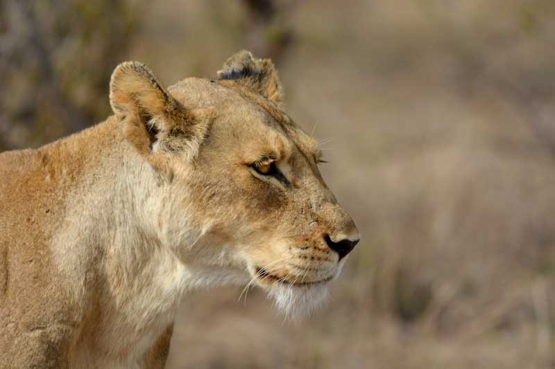 Image by Luan Oosthuizen